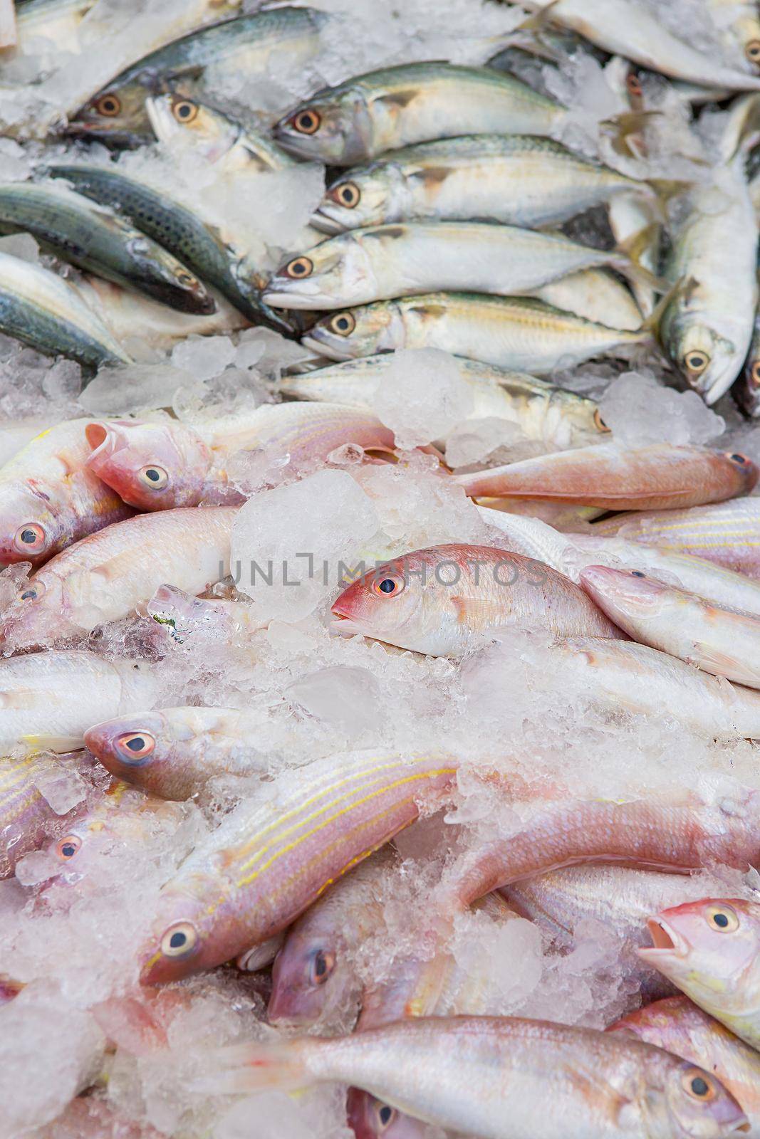 Marine fish sold to the market.