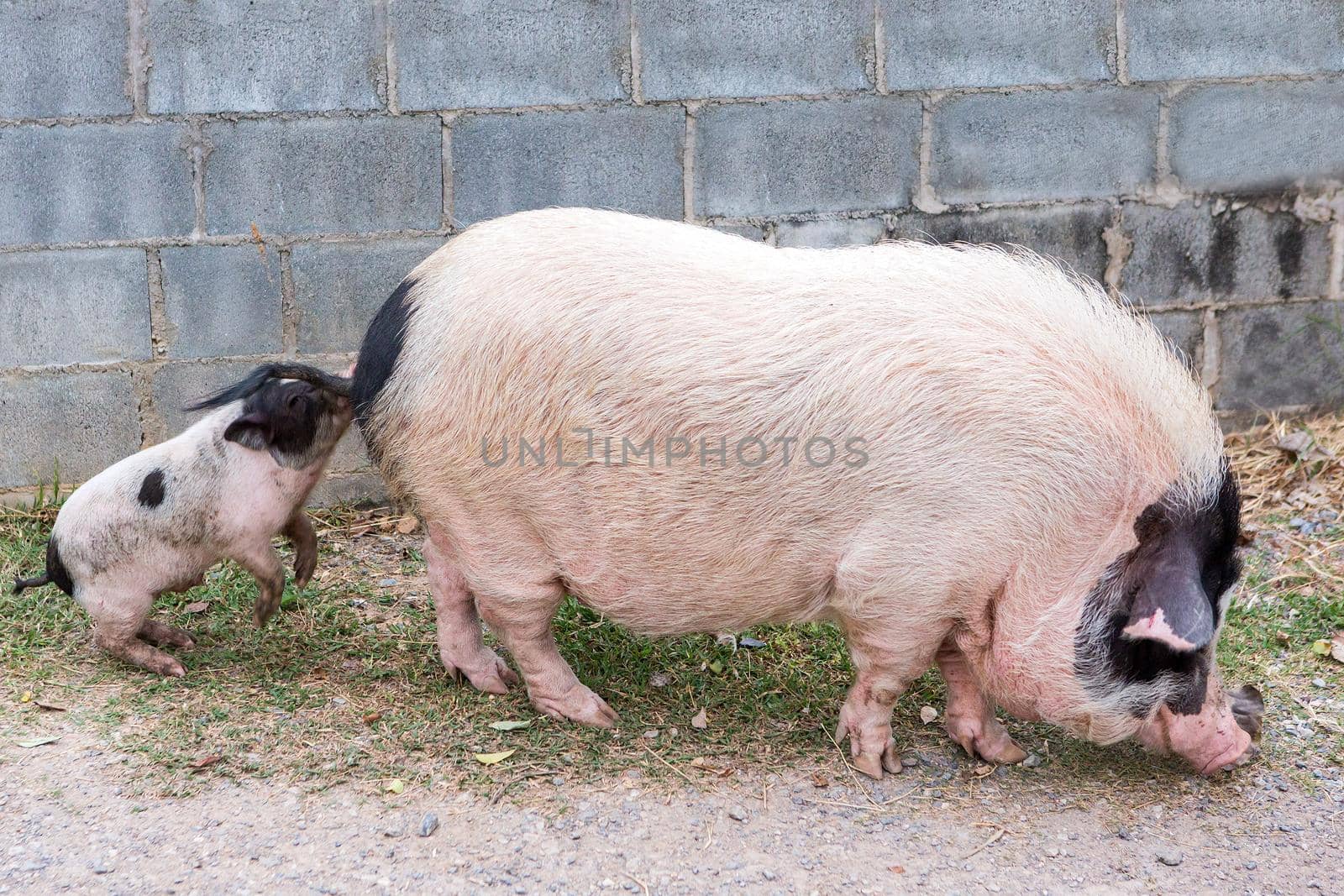 Pig and Piglet for food