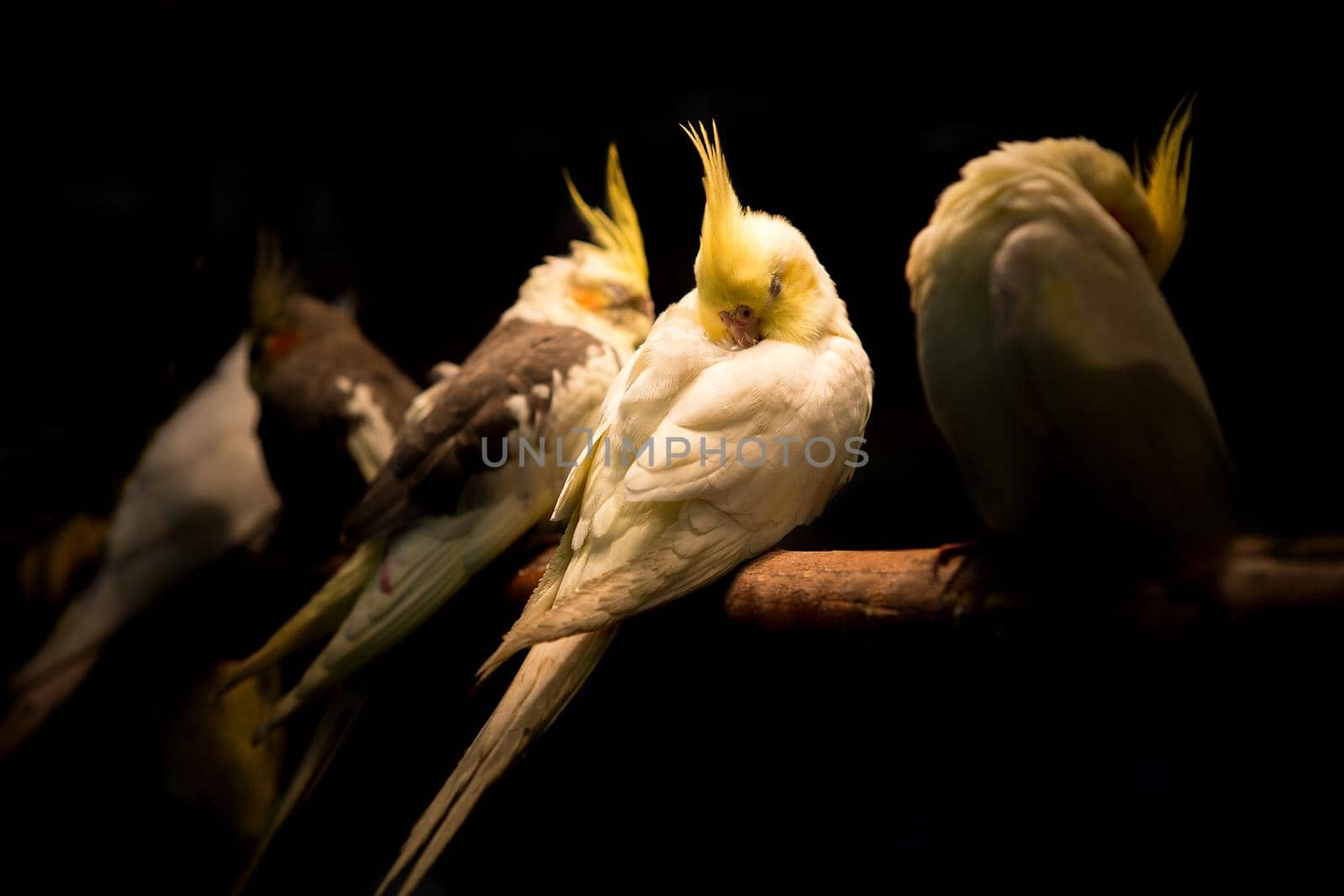 Parakeet in the cage