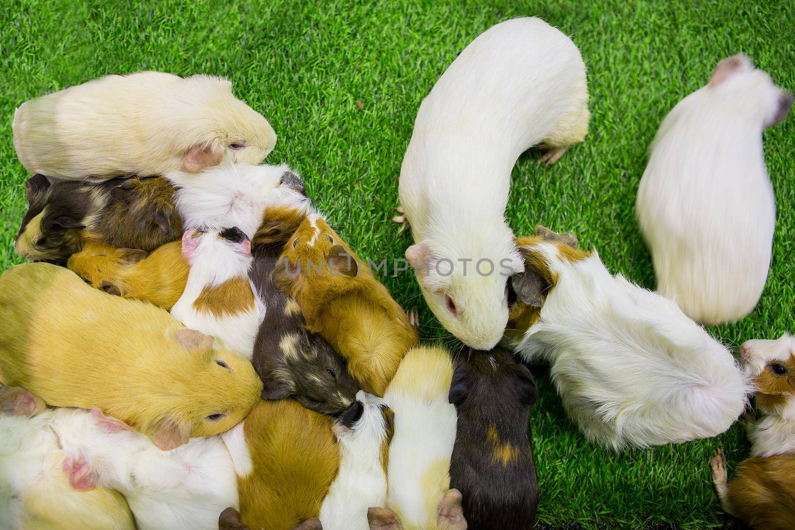 Guinea pig is sleeping