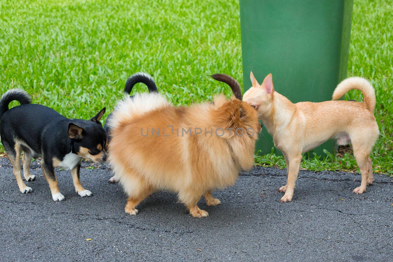 Dog play in the garden