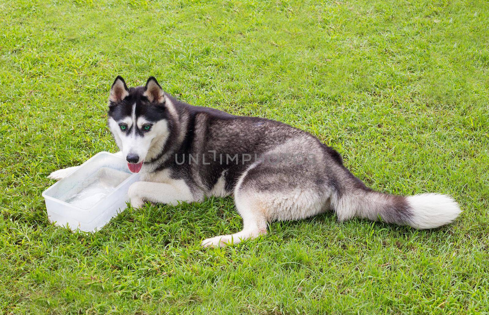 Siberian Husky Dog in the Garden