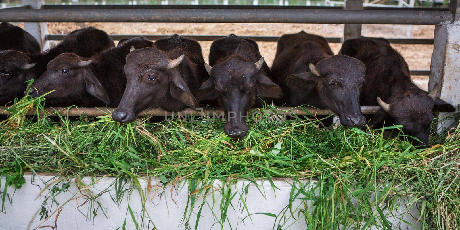 Feeding hay buffalo farm by titipong