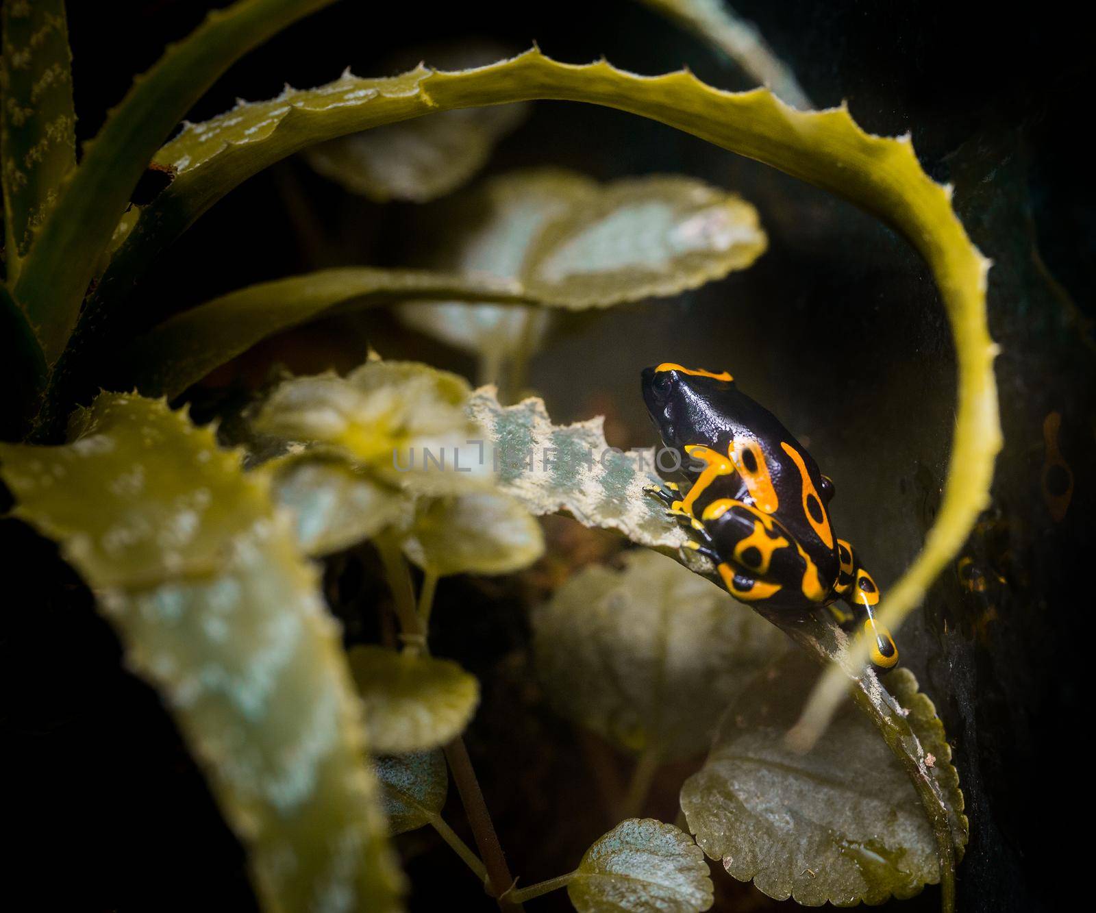 Yellow poison frog in the zoo