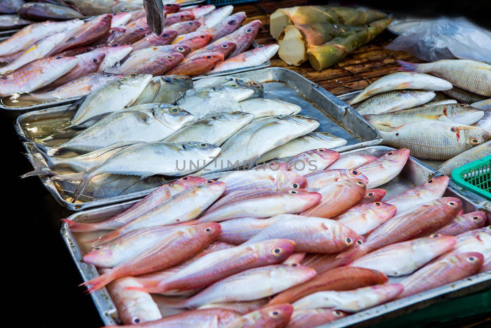 Marine fish sold to the market.