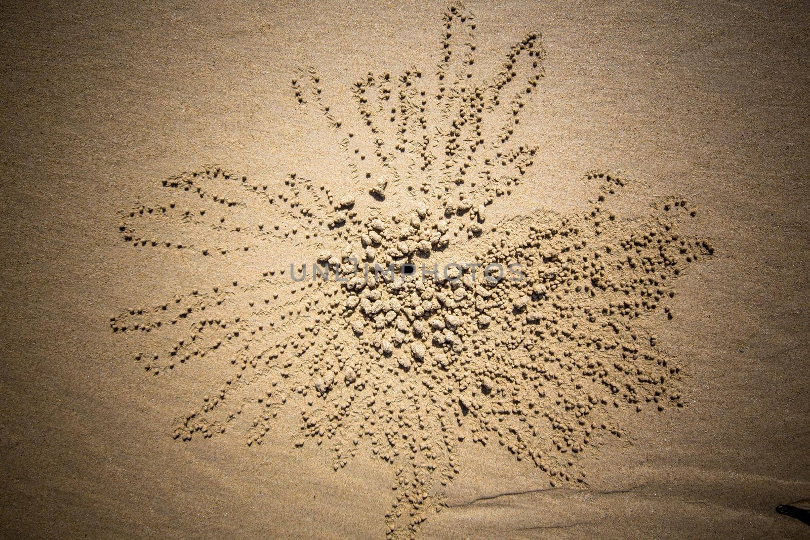 Sand texture. Sandy beach for background. Top view