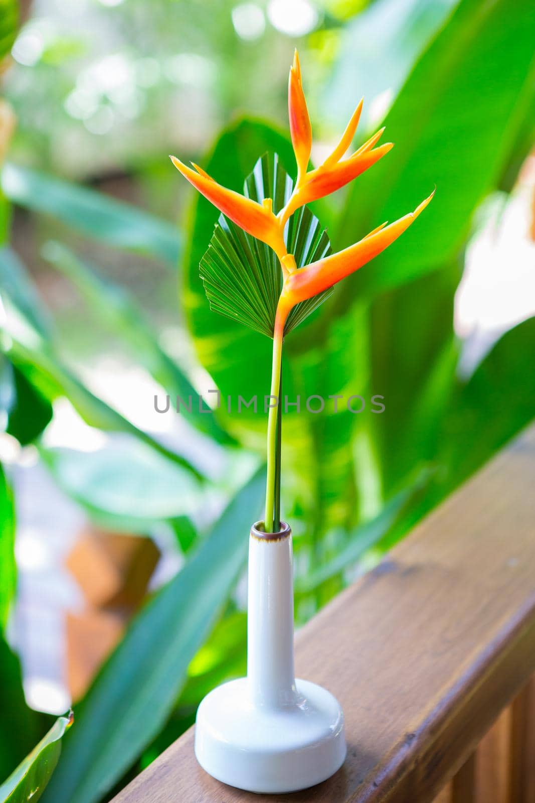 orange bird paradise flower with green leaves