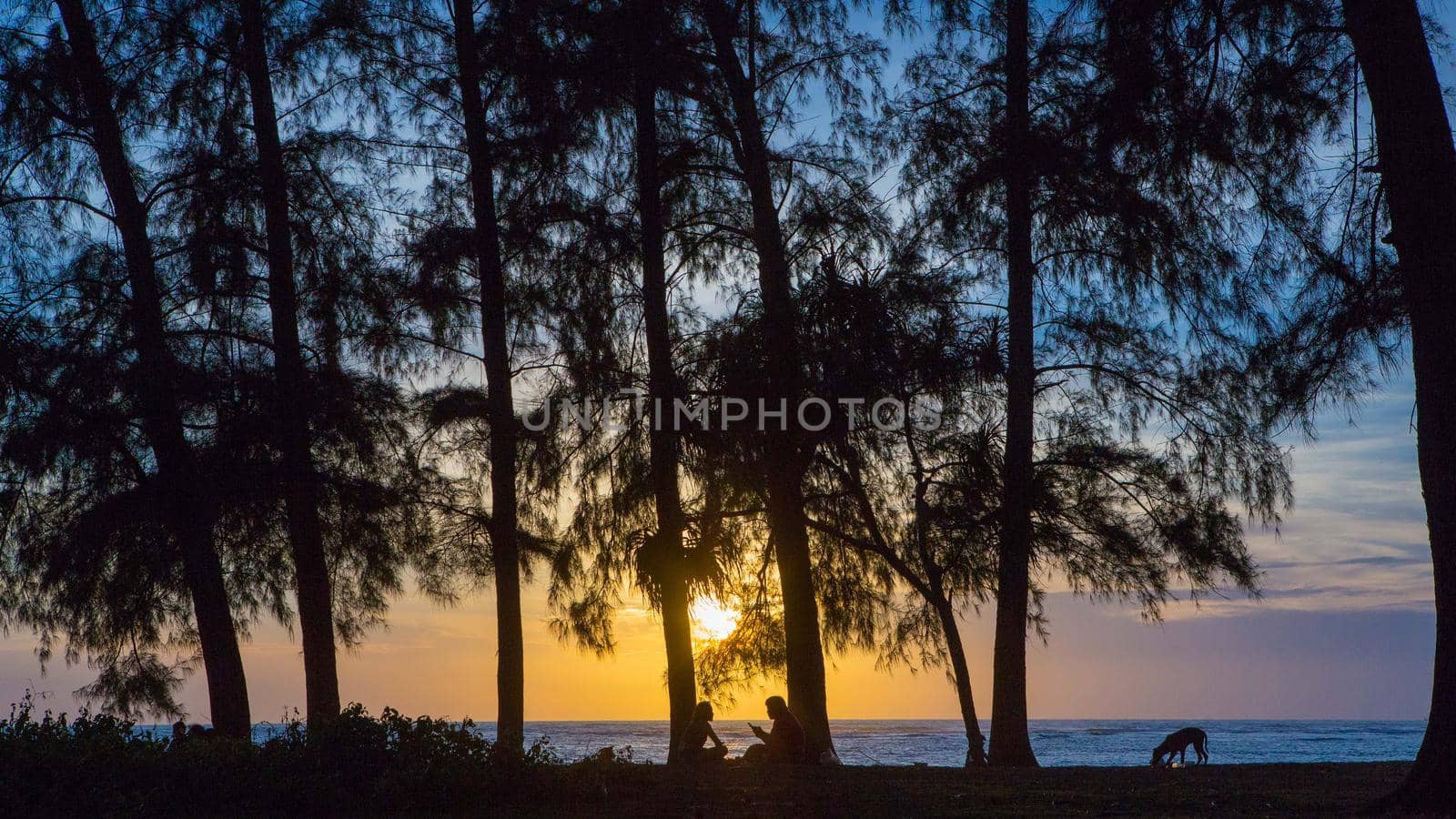 Sunset silhouette, pine trees, sunset by the sea.