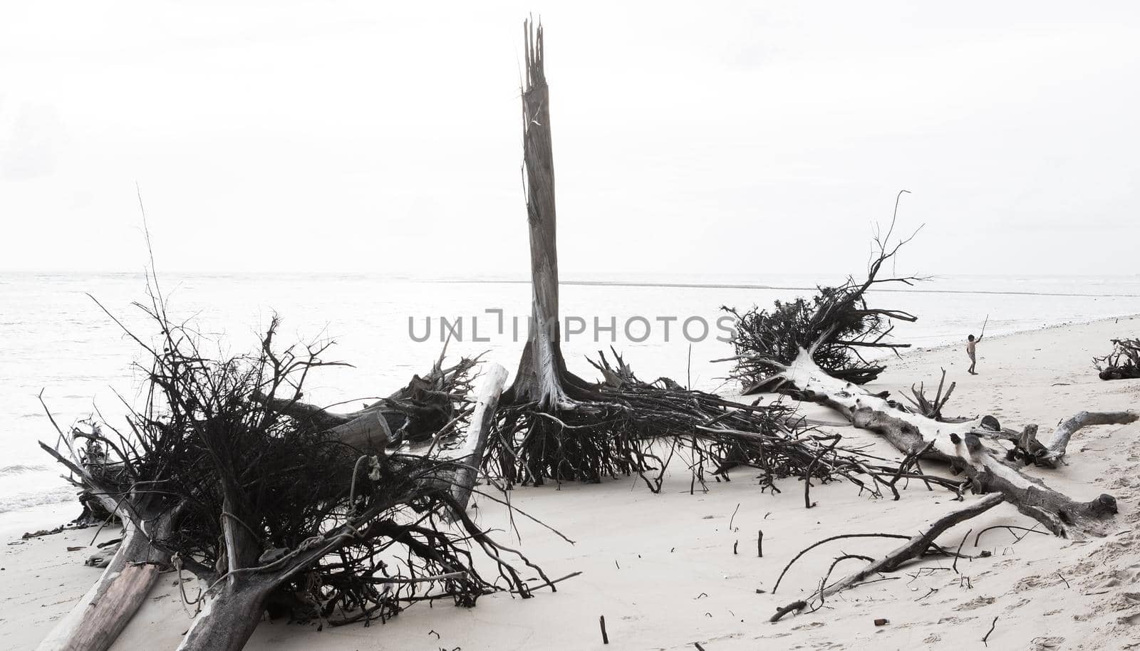 Dead tree trunk on tropical beach