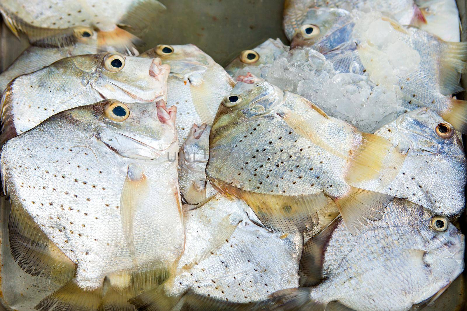 Marine fish sold to the market.