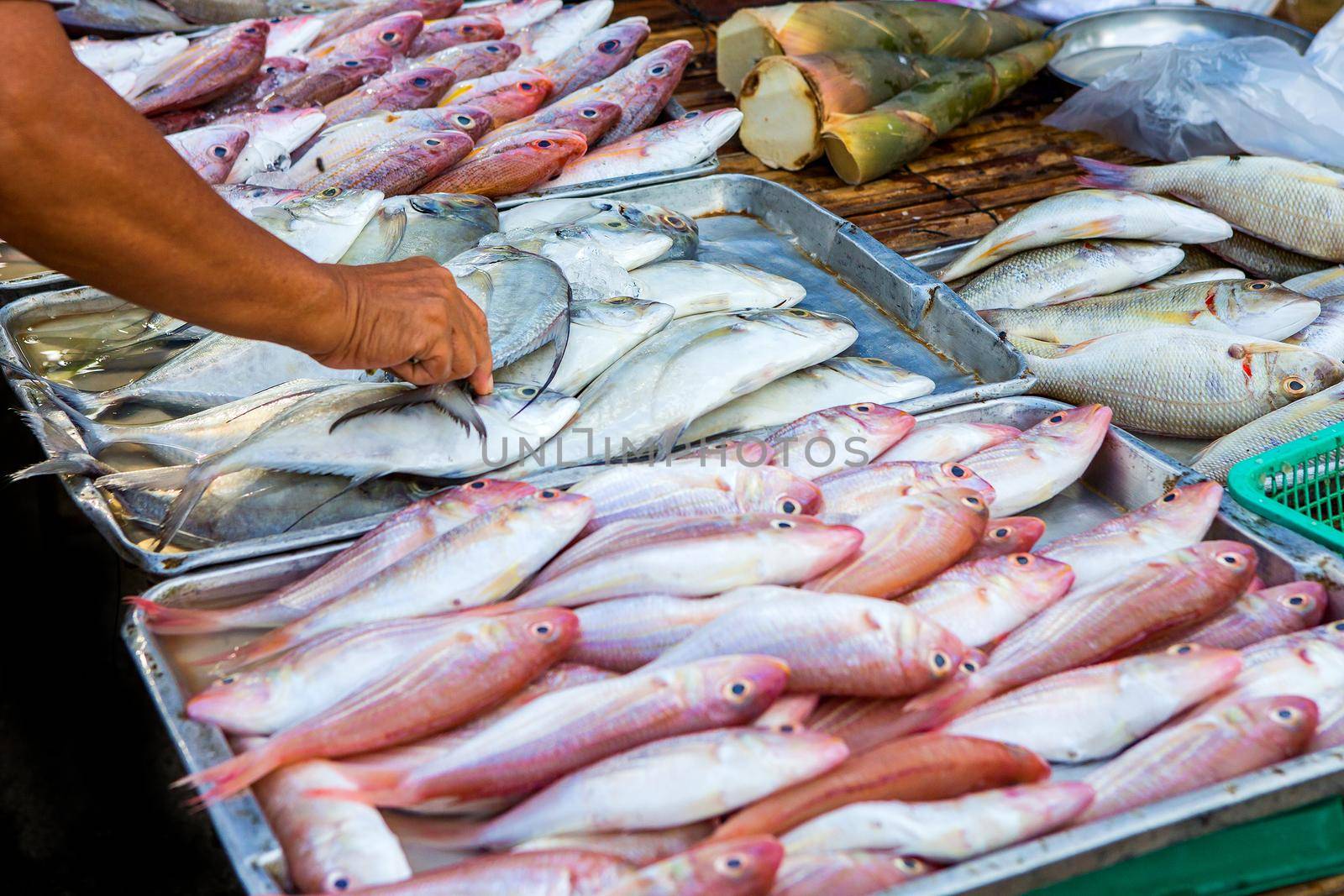 Marine fish sold to the market.