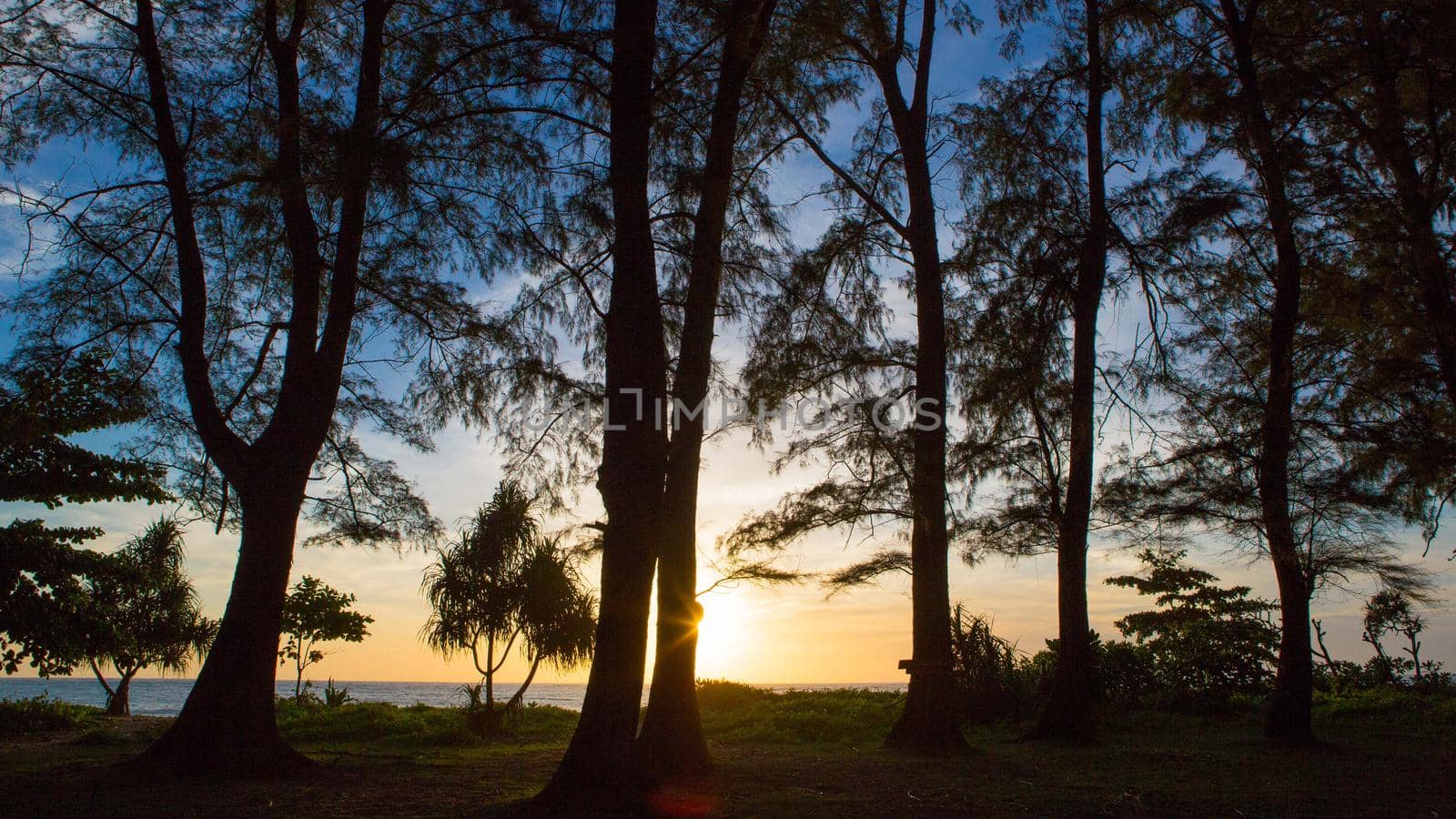 Sunset silhouette, pine trees, sunset by the sea.