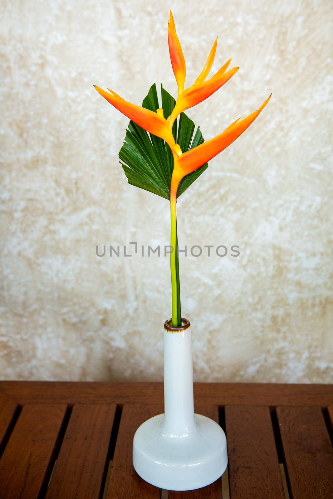 orange bird paradise flower with green leaves