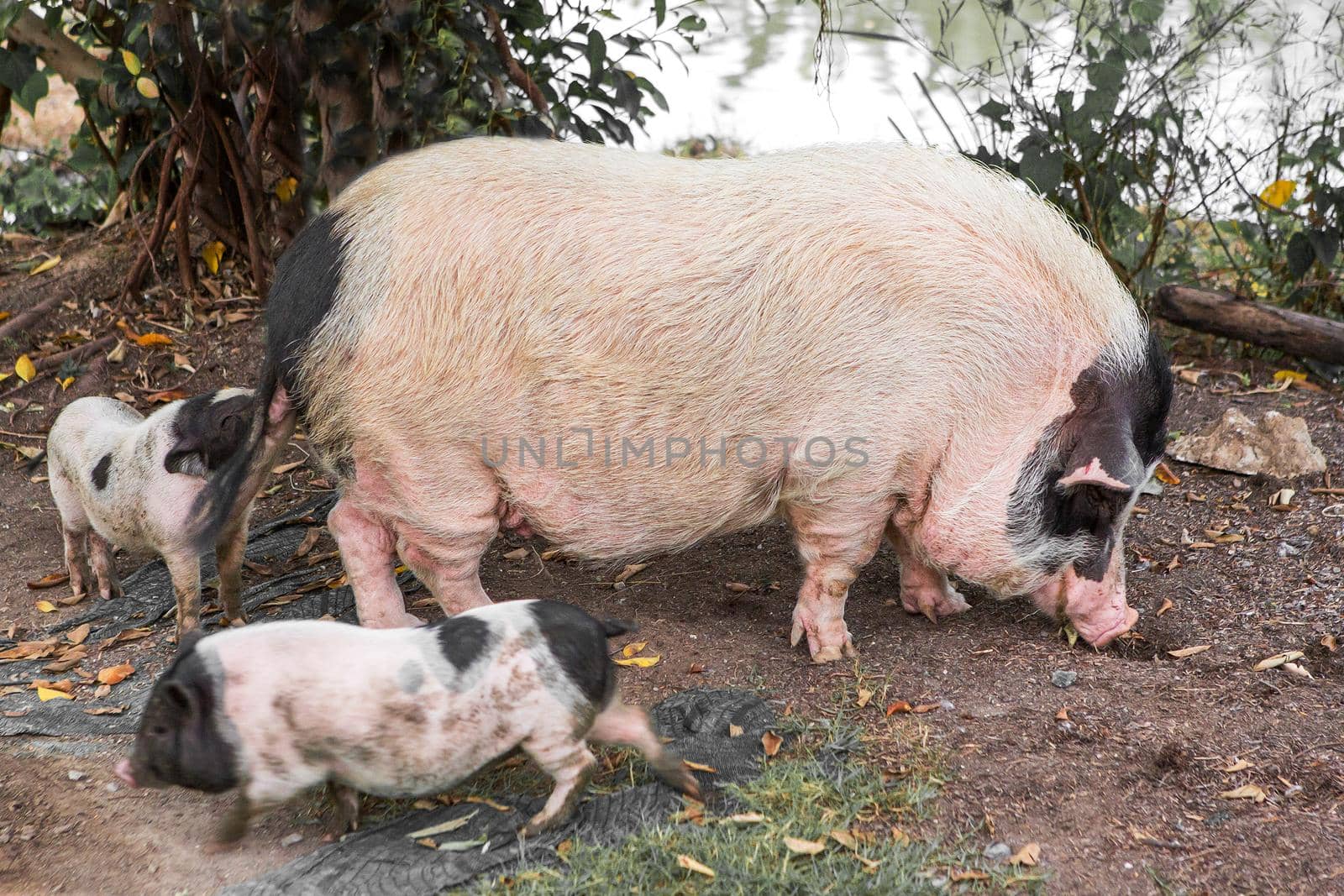 Pig and Piglet for food