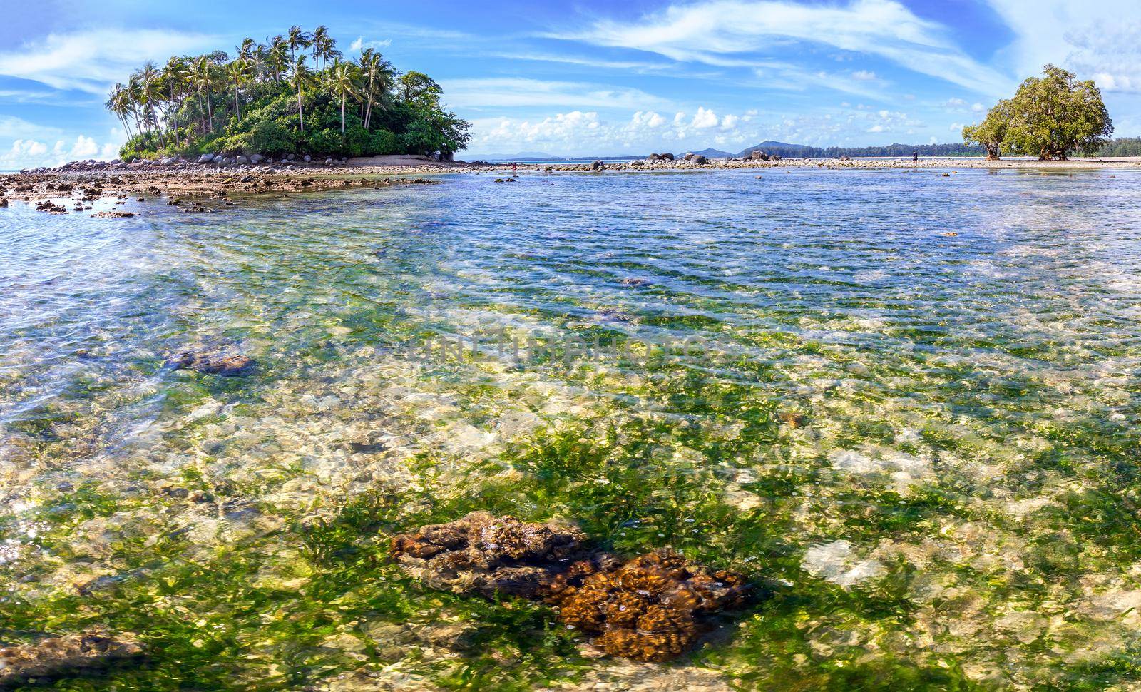 An ocean underwater reef with sun light through water surface. seagrass field