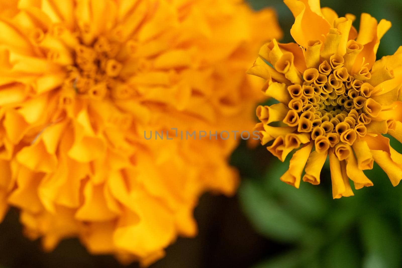 Bright Orange Chrysanthemums Blooming in the summer time by gena_wells