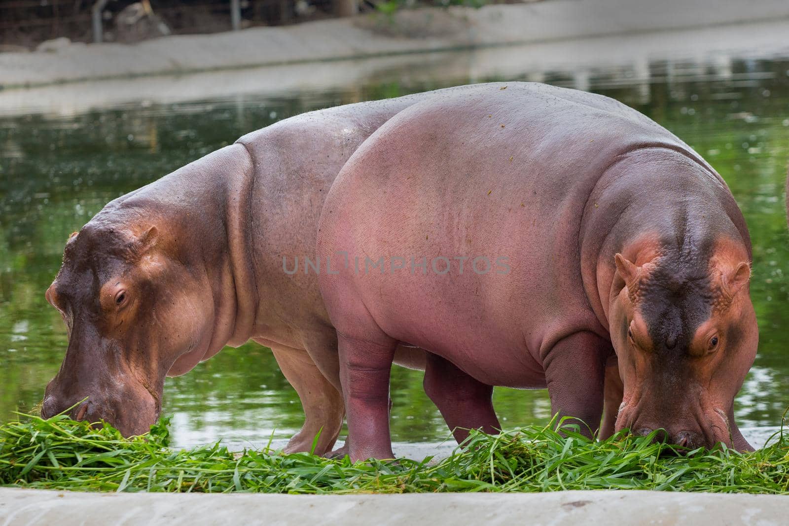 A walking hippopotamus eats in the zoo.