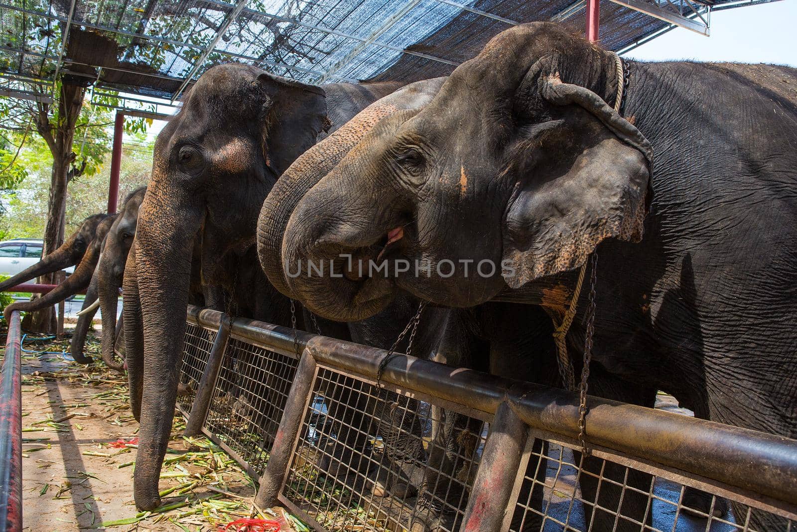 Several elephants show in Phra Nakhon Si Ayutthaya Province, Thailand.
