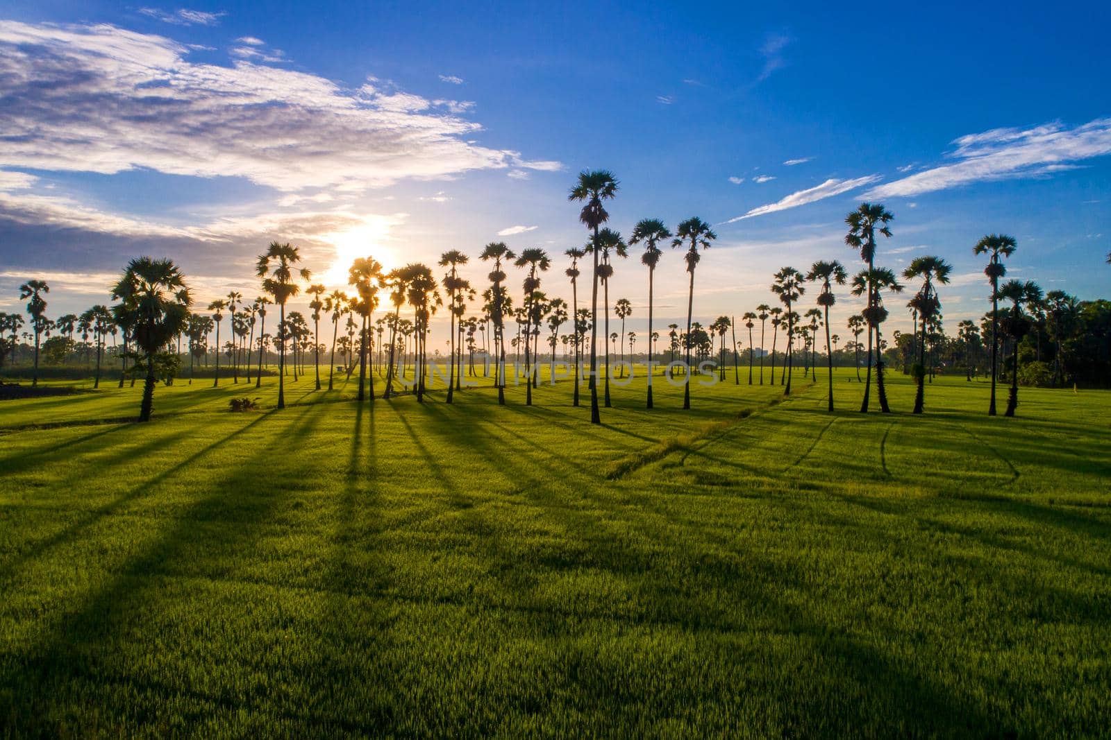 View of sugar palm in beautiful rice fields.