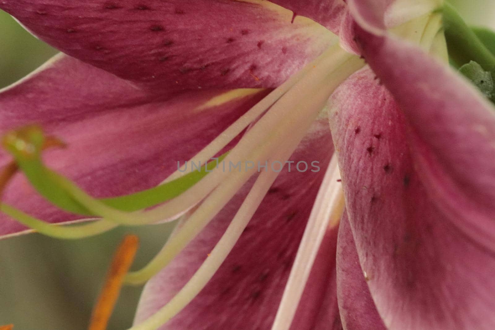 Vibrant pink Tiger Lilies Stargazer lilies flowers in blooming summer Close up by gena_wells