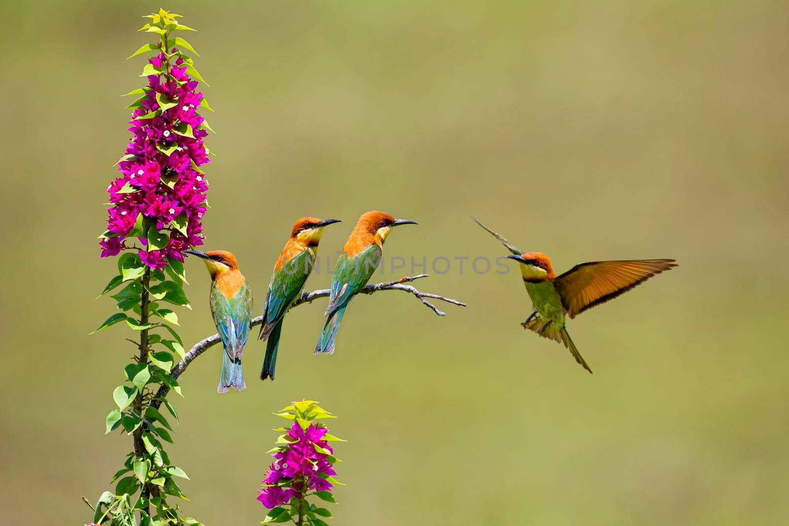 Four beautifully colored characters on a blurred background. Chestnut-headed Bee-eater by titipong