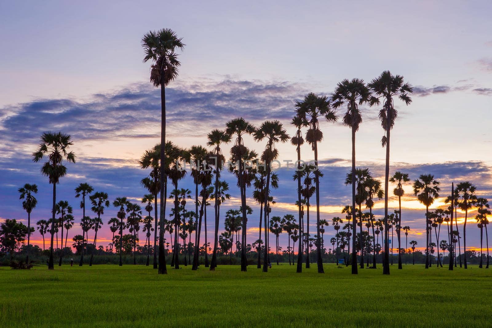 View of sugar palm in beautiful rice fields. by titipong