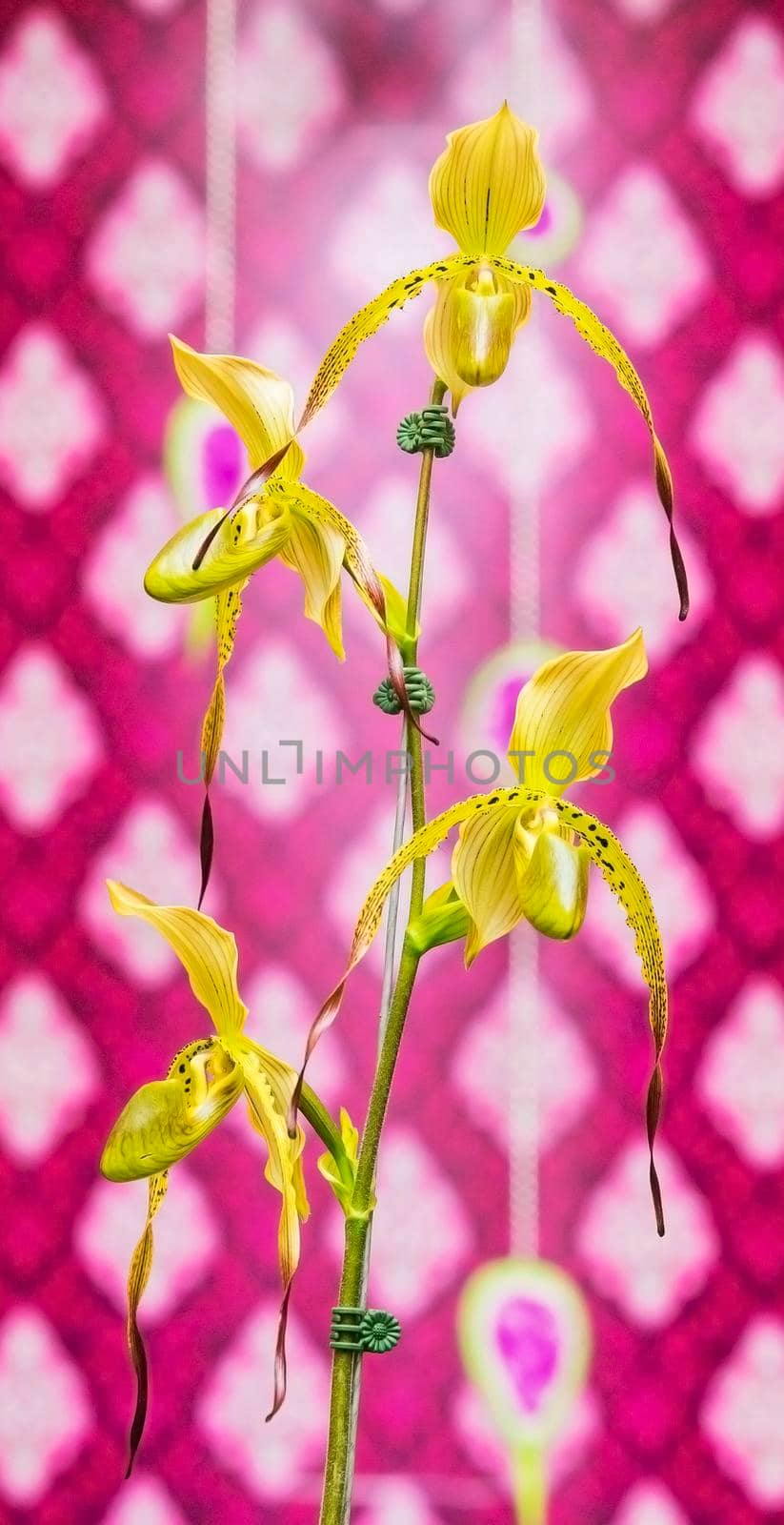 Orchid flowers with a variety of beautiful colors. by titipong