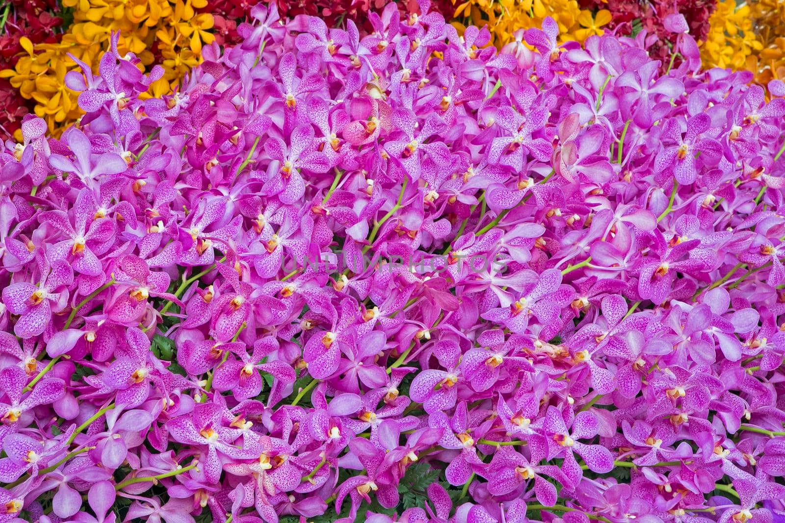Orchid flowers with a variety of beautiful colors. by titipong