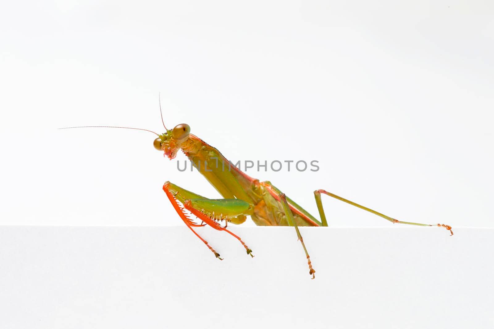 Praying Mantis. on white background by titipong