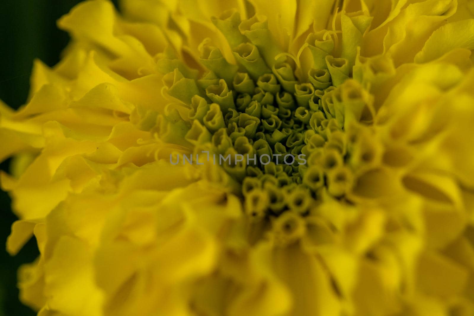 Bright Yellow Chrysanthemums Blooming in the summer time by gena_wells