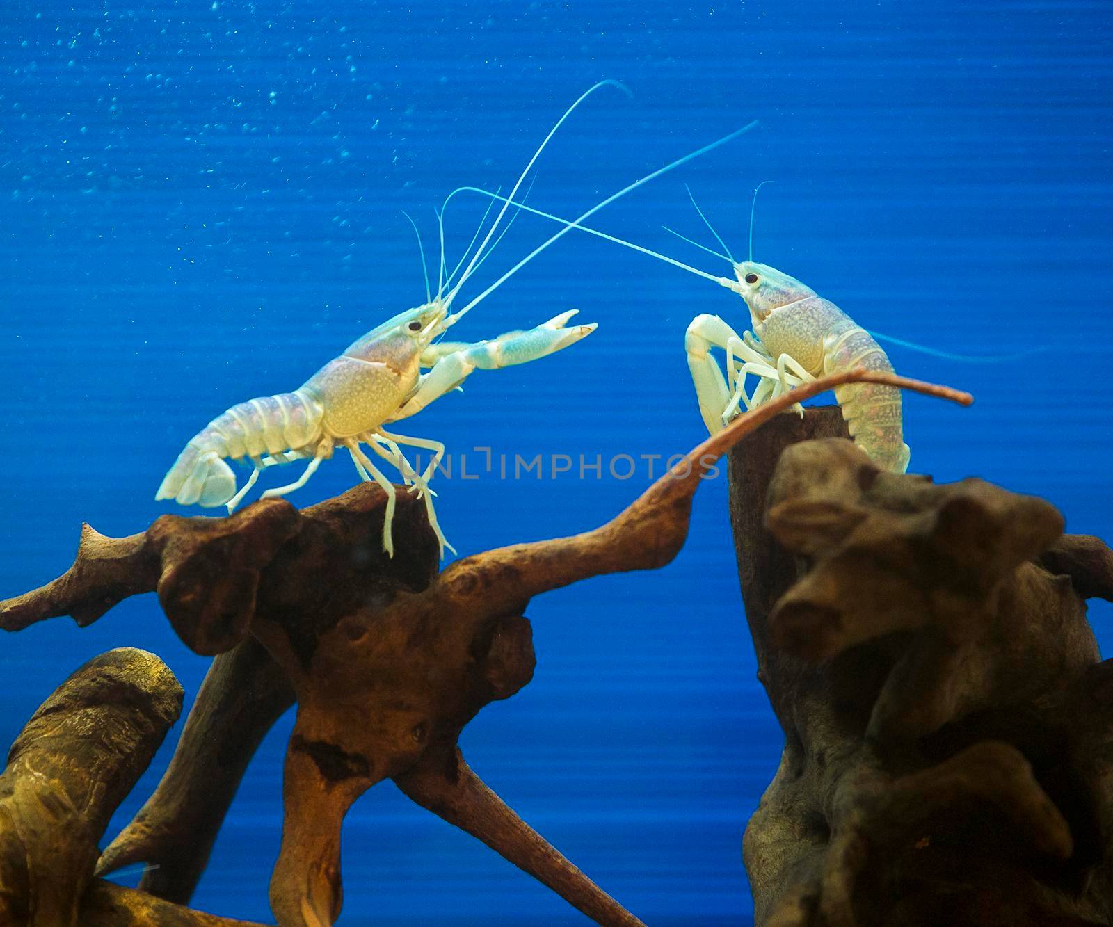 Blue crayfish Standing gracefully by titipong