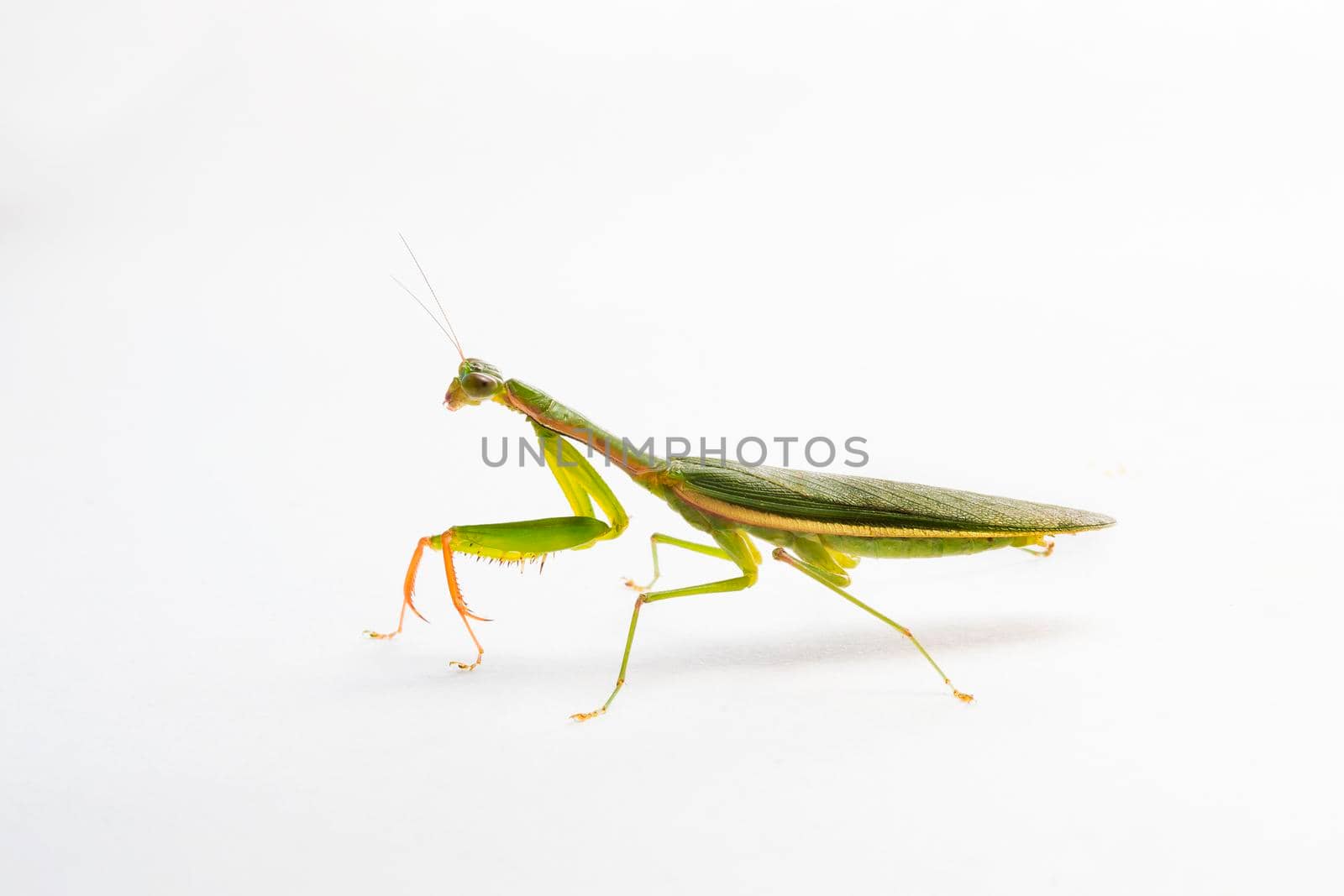 Praying Mantis. on white background by titipong