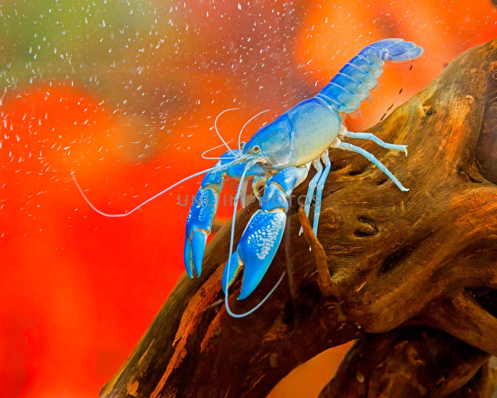 Blue crayfish Standing gracefully