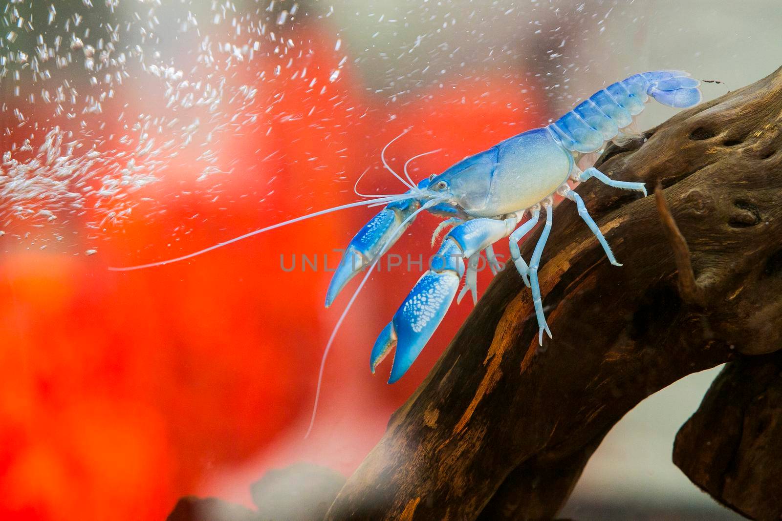 Blue crayfish Standing gracefully by titipong