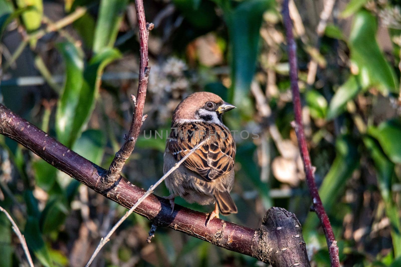 posed sparrow bird looking for food in autumn