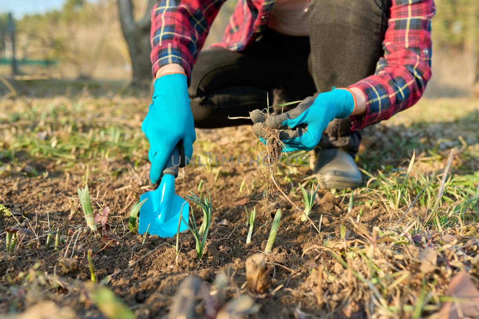 Seasonal spring garden work, woman's hands in gloves with garden tools with a shovel on a flower bed with sprouting flowers, springtime