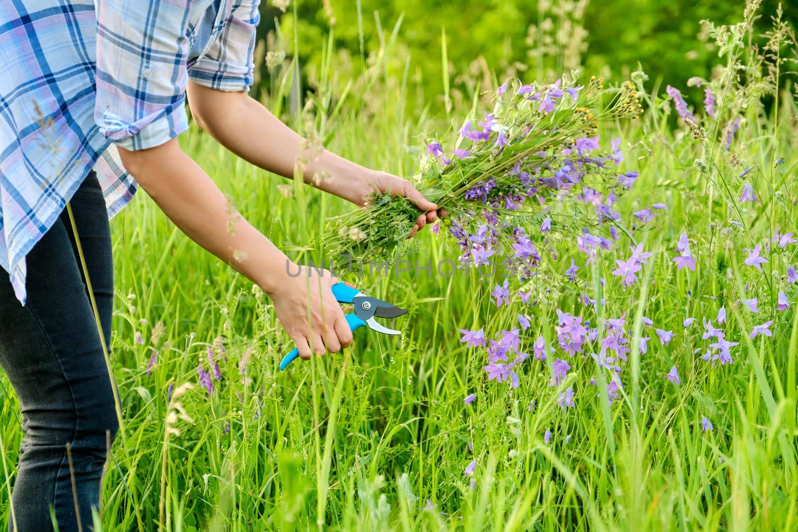 Woman picking wildflowers bells in a spring summer grass meadow. Close-up of a female's hand with a garden pruner and a bouquet of flowers