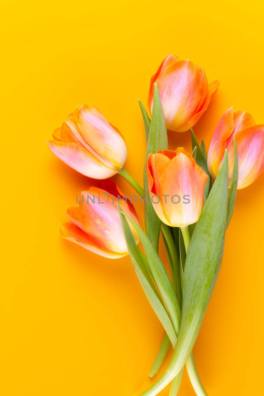 Yellow pastels color flowers on yellow background.Waiting for spring. Happy Easter card. Flat lay, top view. Copy space.