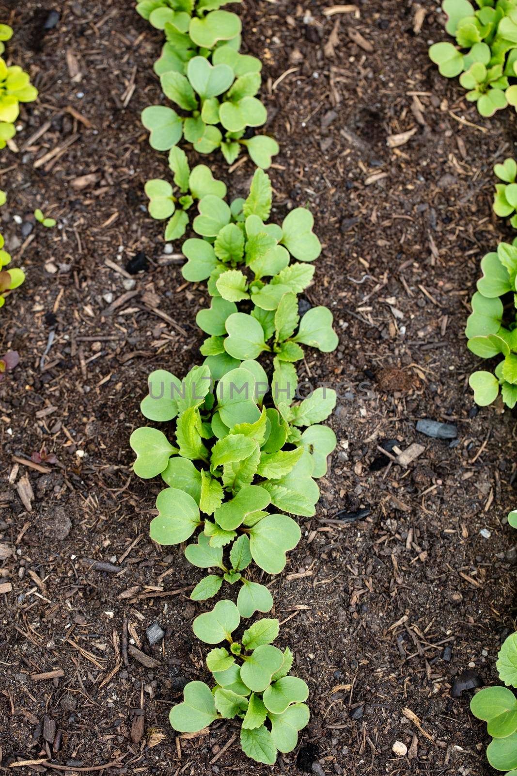 Background of fresh lettuce salad growth on the ground soil in the garden in spring season. by gitusik