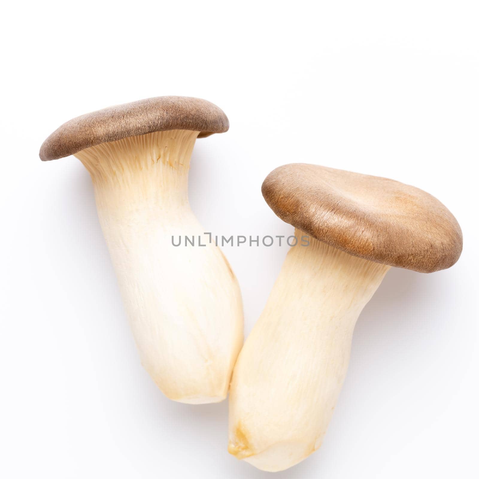 King oyster mushroom. Eryngii mushroom, on white background.