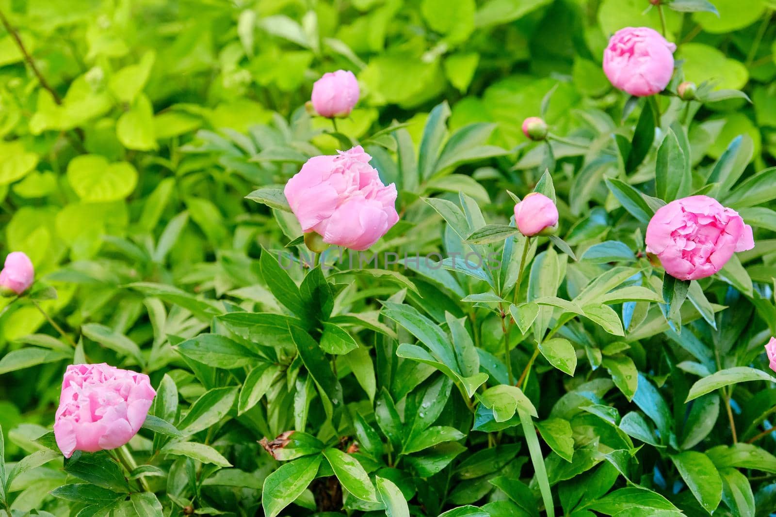 Blooming bush of pink peonies in the garden, many buds on a green bush with water drops, garden after spring rain, season, botany
