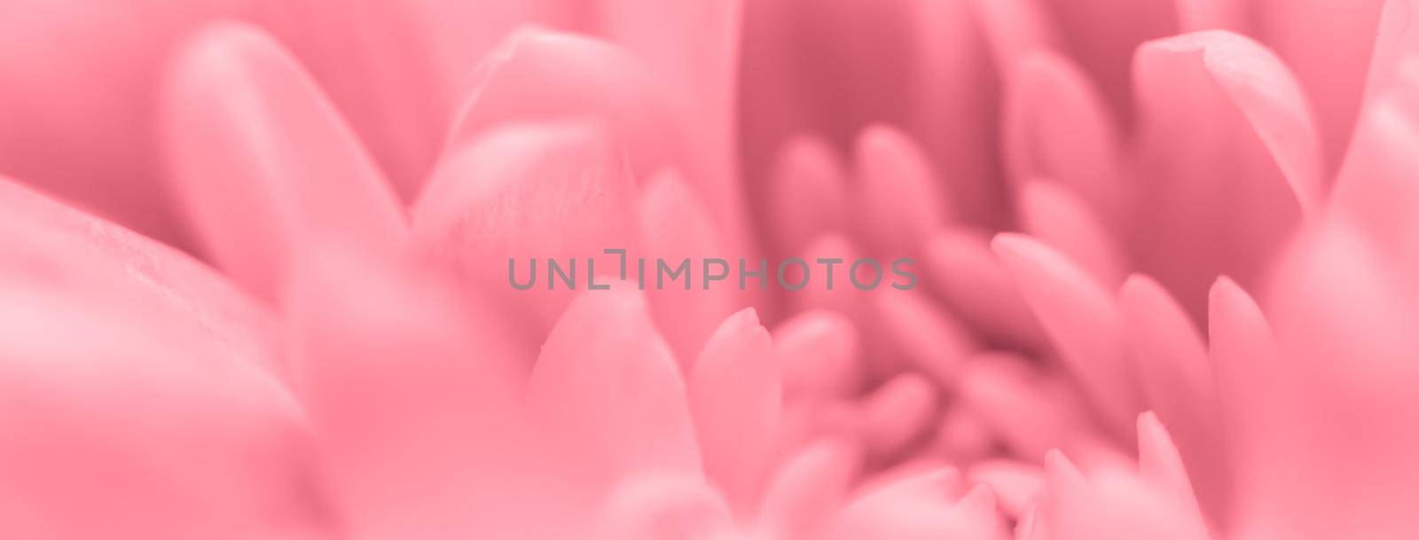 Abstract floral background, pink chrysanthemum flower. Macro flowers backdrop for holiday brand design by Olayola