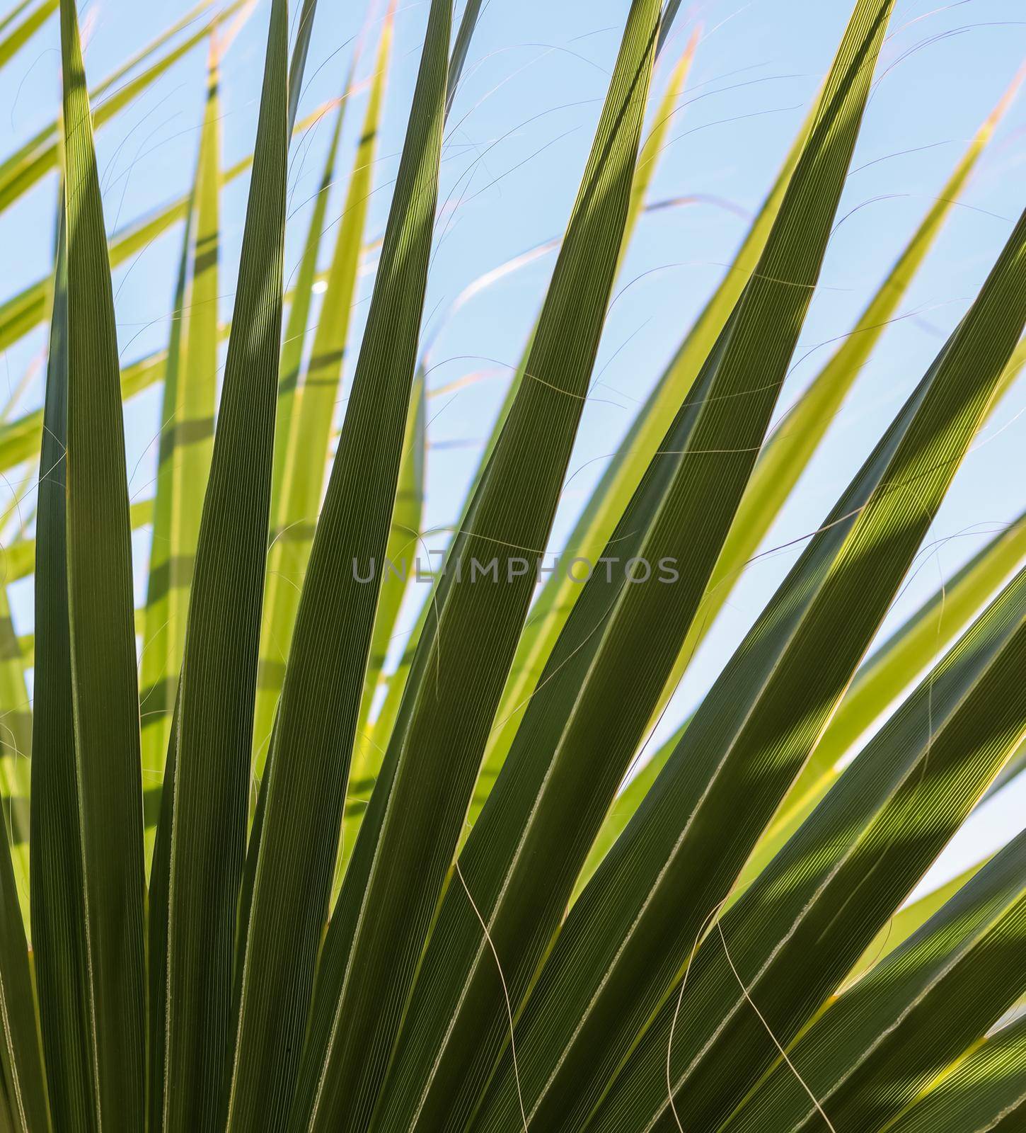 Palm leaves on blue sky background in summertime. Summer holiday and tropical nature concept.