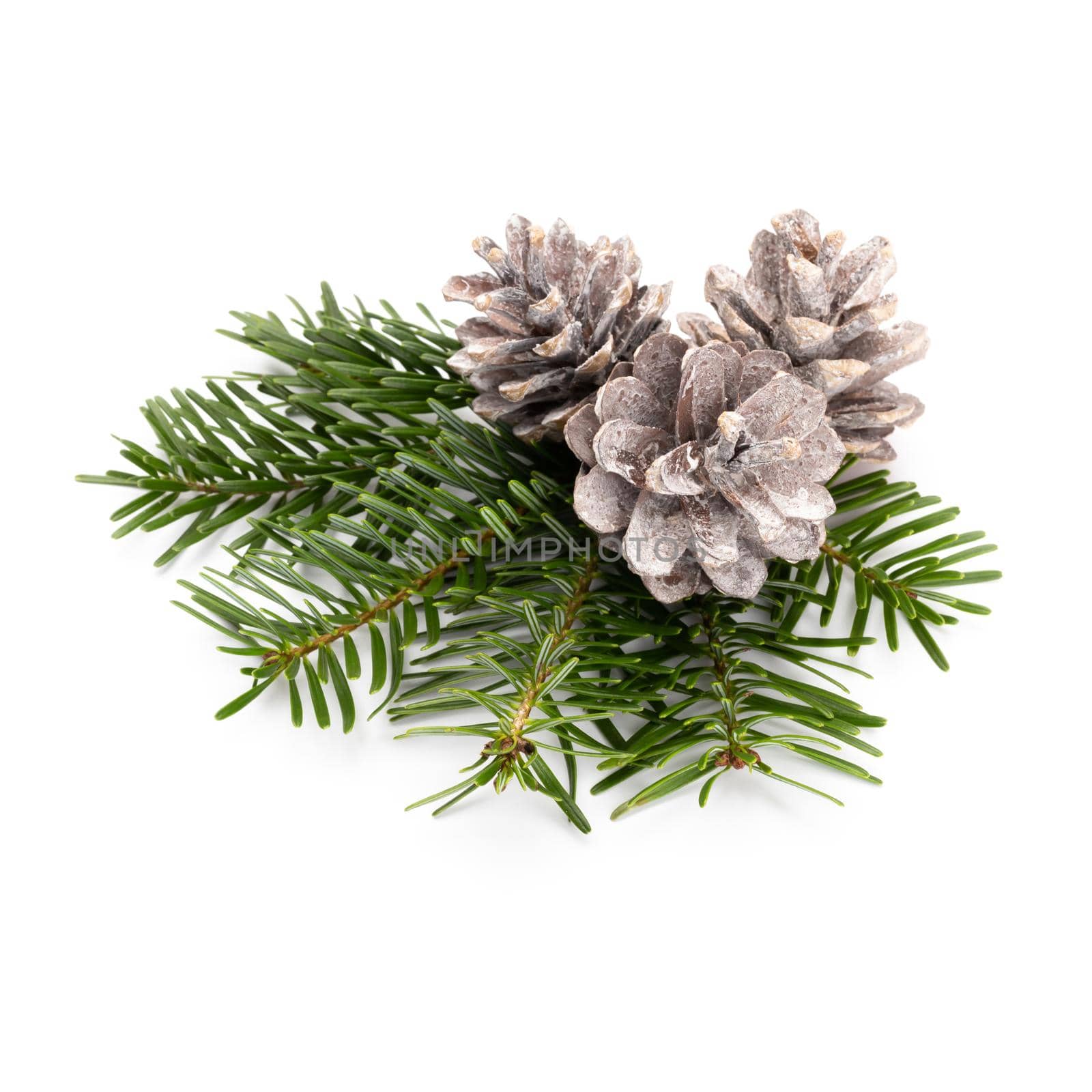 Pine cones and fir tree branch on a white background.