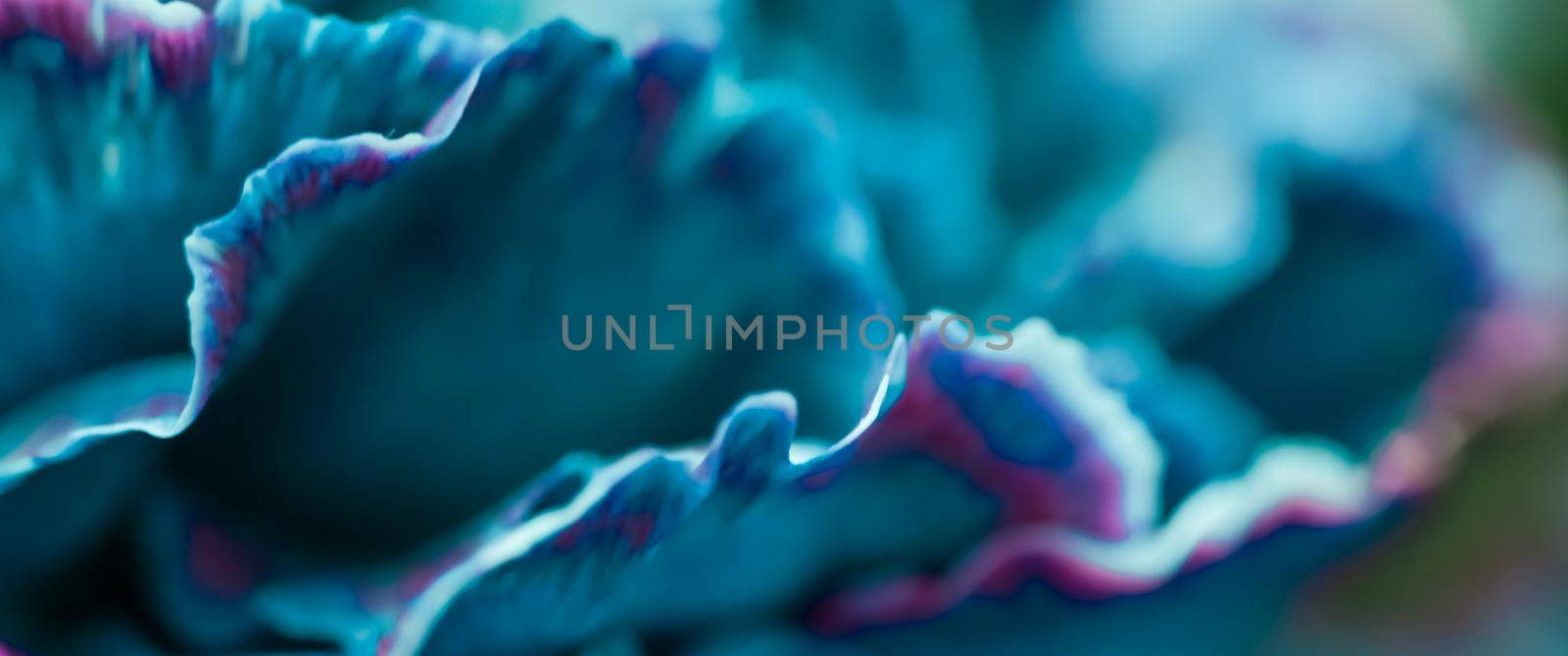 Abstract floral background, blue carnation flower. Macro flowers backdrop for holiday brand design by Olayola