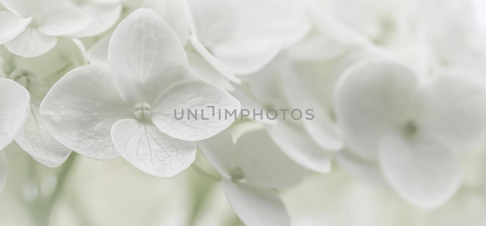 Background from white Hydrangea flowers. Hortensia in bloom.