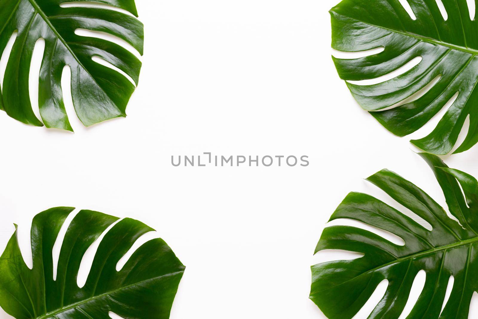 Monstera leaf on white wooden background. Palm leaf, Real tropical jungle foliage Swiss cheese plant. Flat lay and top view.