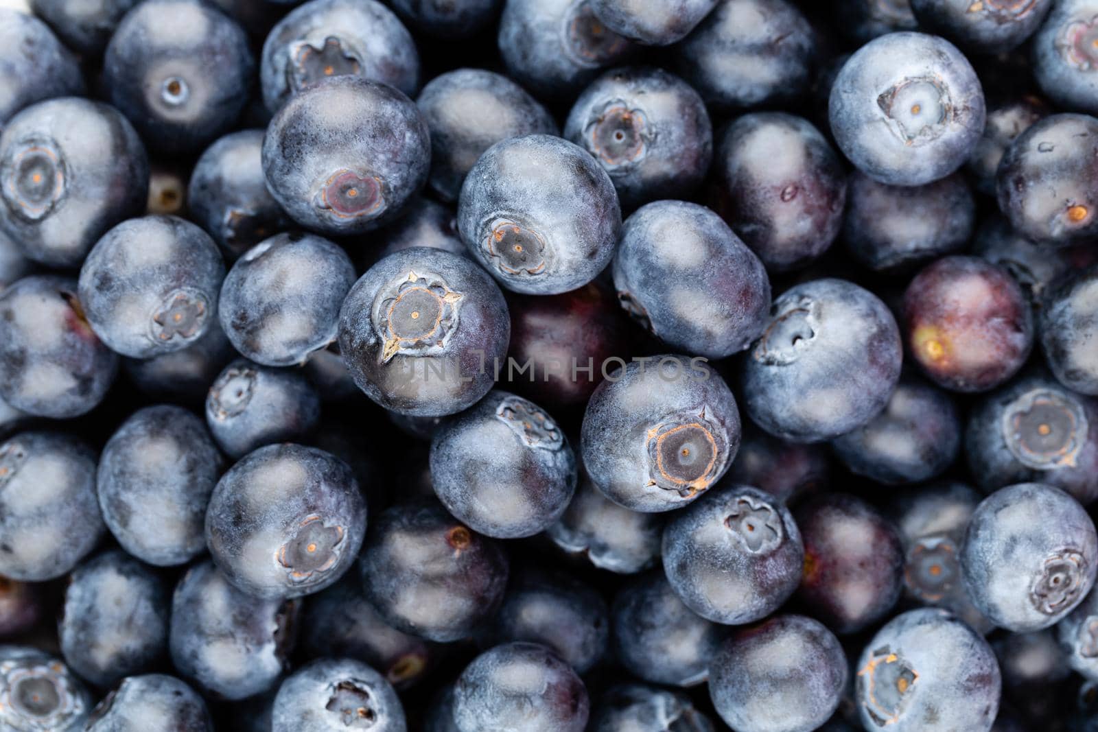 Fresh blueberry background. Texture blueberry berries close up. by gitusik