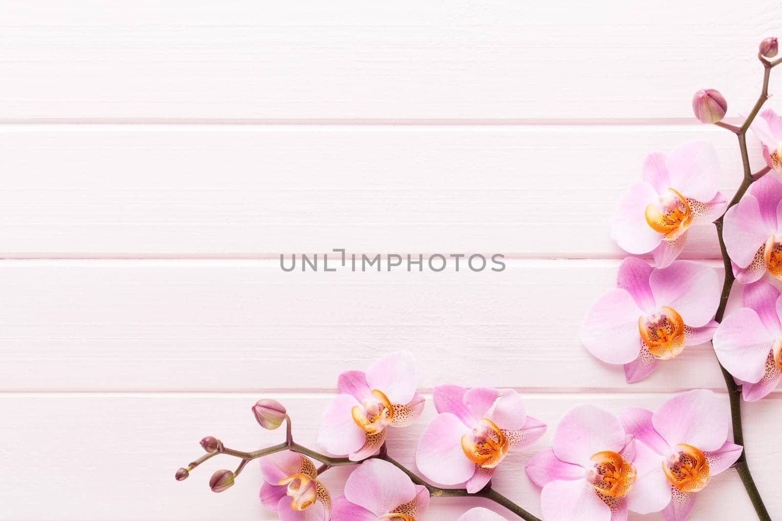 Orchid flower on the wooden pastel background. Spa and wellness scene. by gitusik