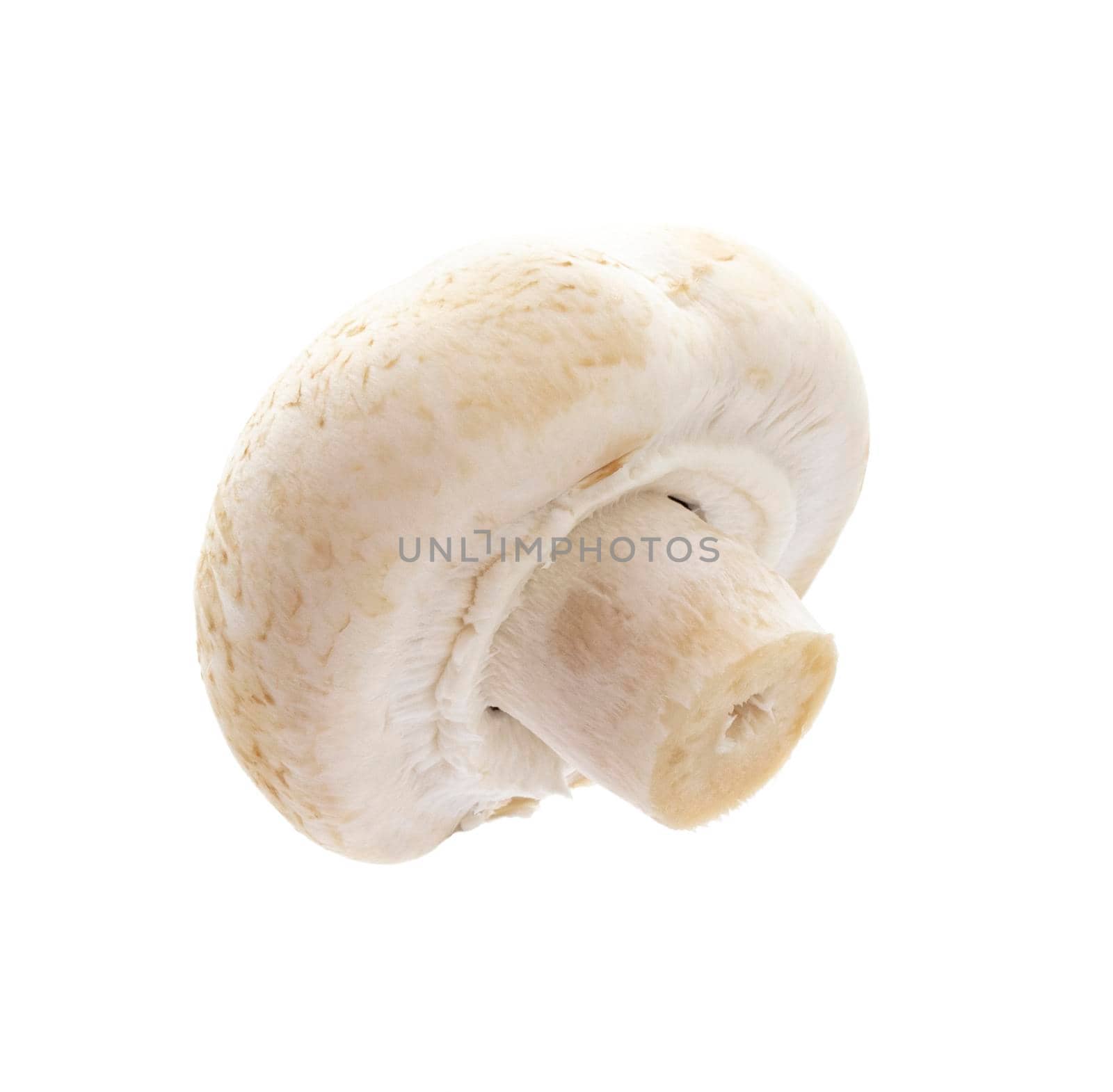 champignon isolated on a white background. by gitusik